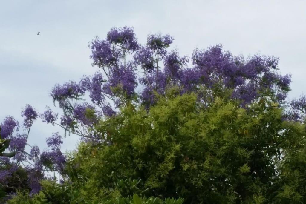 Casetta Jacaranda Cenova Dış mekan fotoğraf